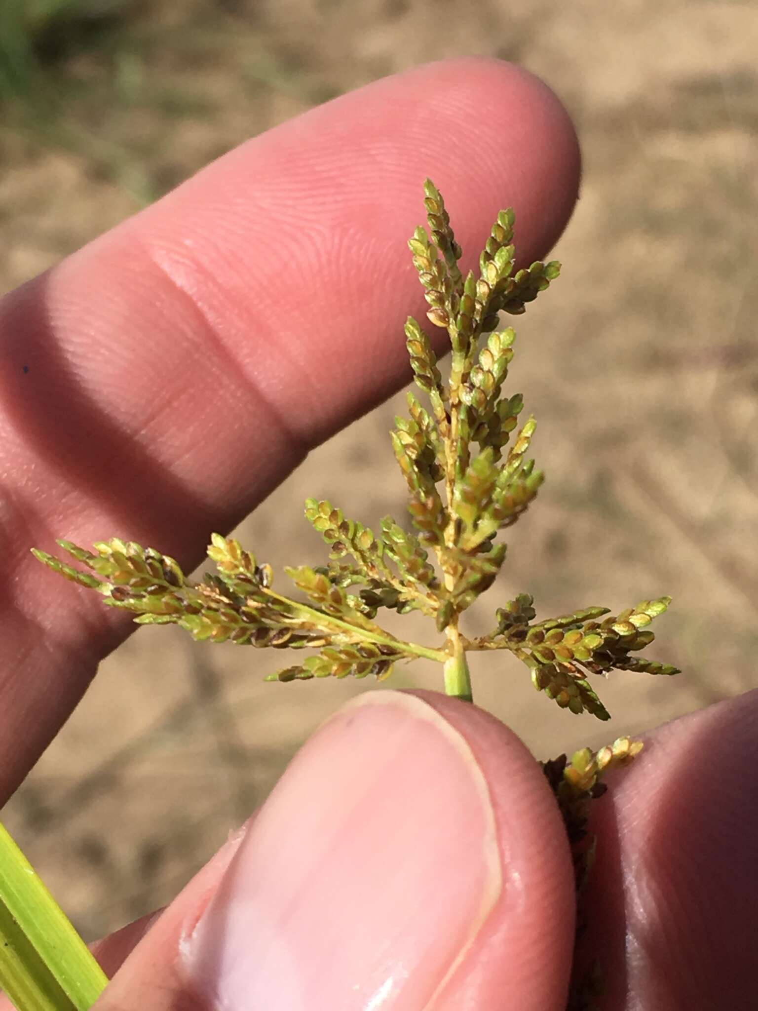 Image of ricefield flatsedge