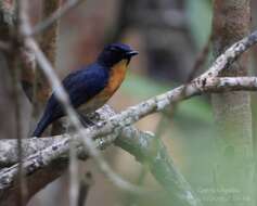 Image de Gobemouche des mangroves