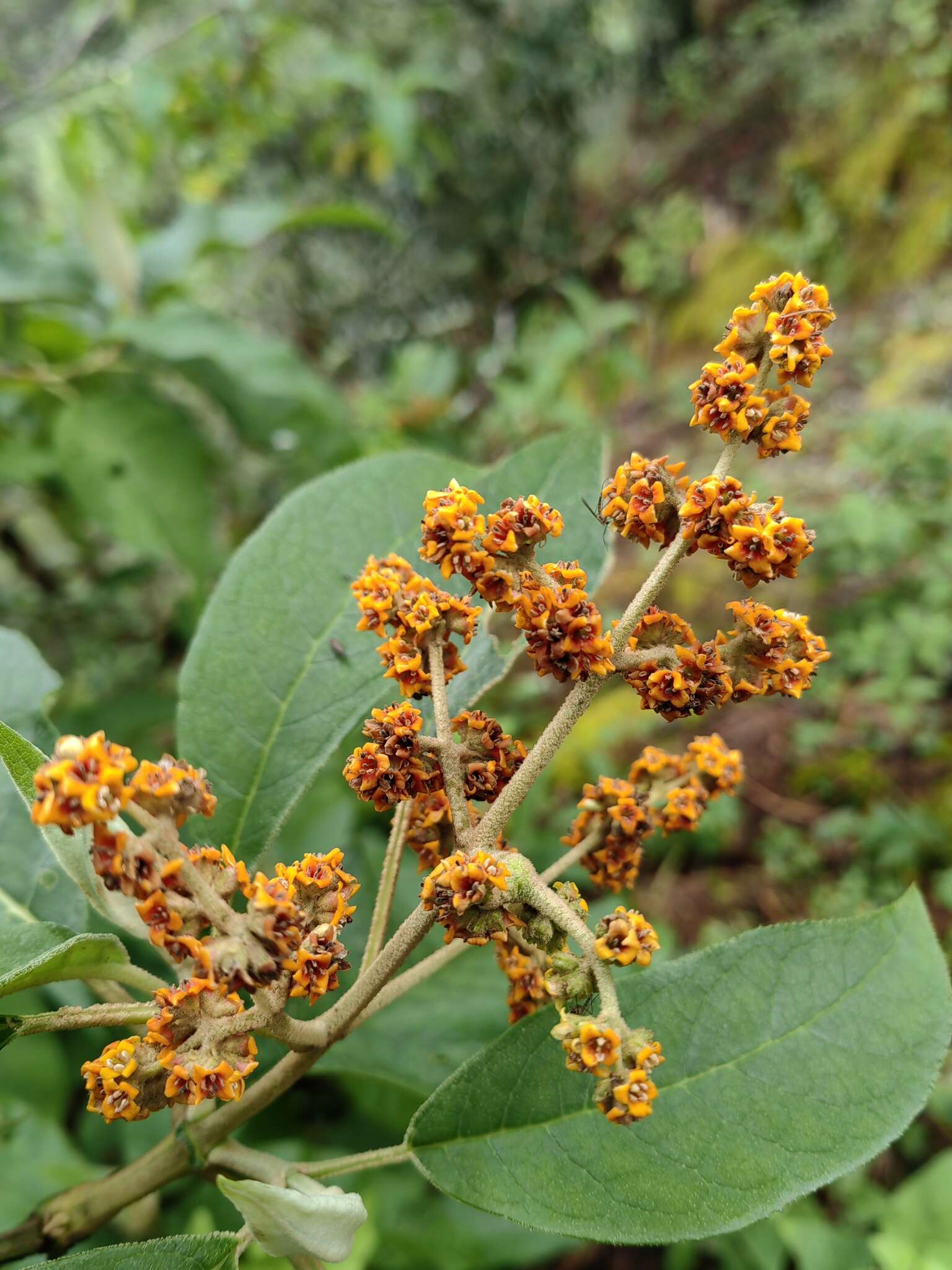 Image of Buddleja skutchii Morton