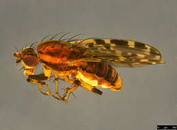 Image of Diplogeomyza maculipennis (Malloch 1926)