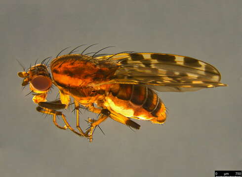 Image of Diplogeomyza maculipennis (Malloch 1926)