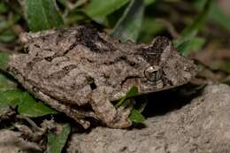 Image of Mato Grosso Snouted Treefrog