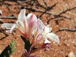 Image of Lapeirousia spinosa (Goldblatt) Goldblatt & J. C. Manning