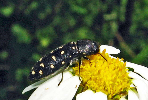 Image of Acmaeodera degener (Scopoli 1763)