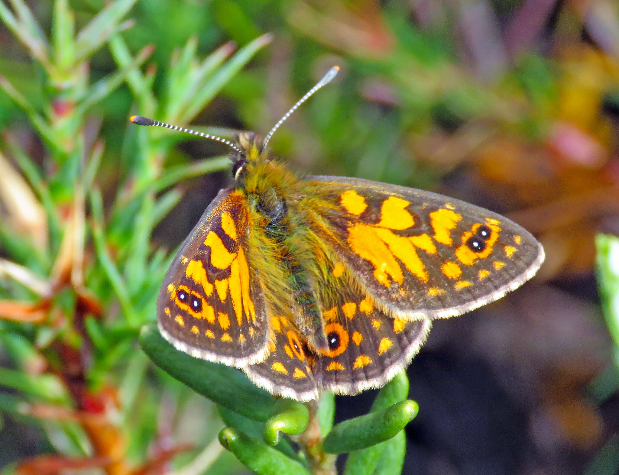 Image of Oreixenica orichora Meyrick 1885