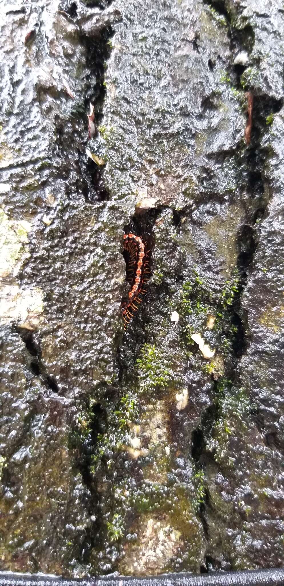 Image of Millipede