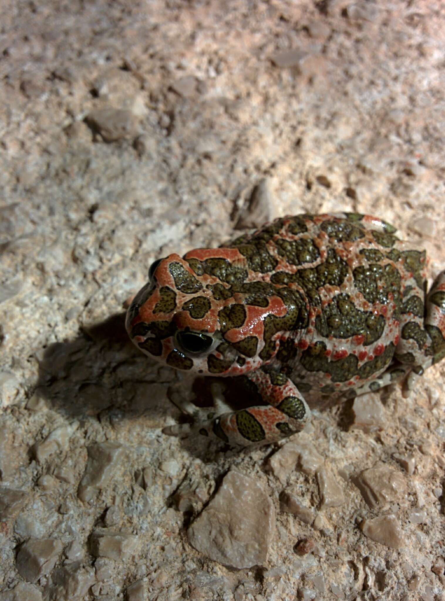 Image of European green toad