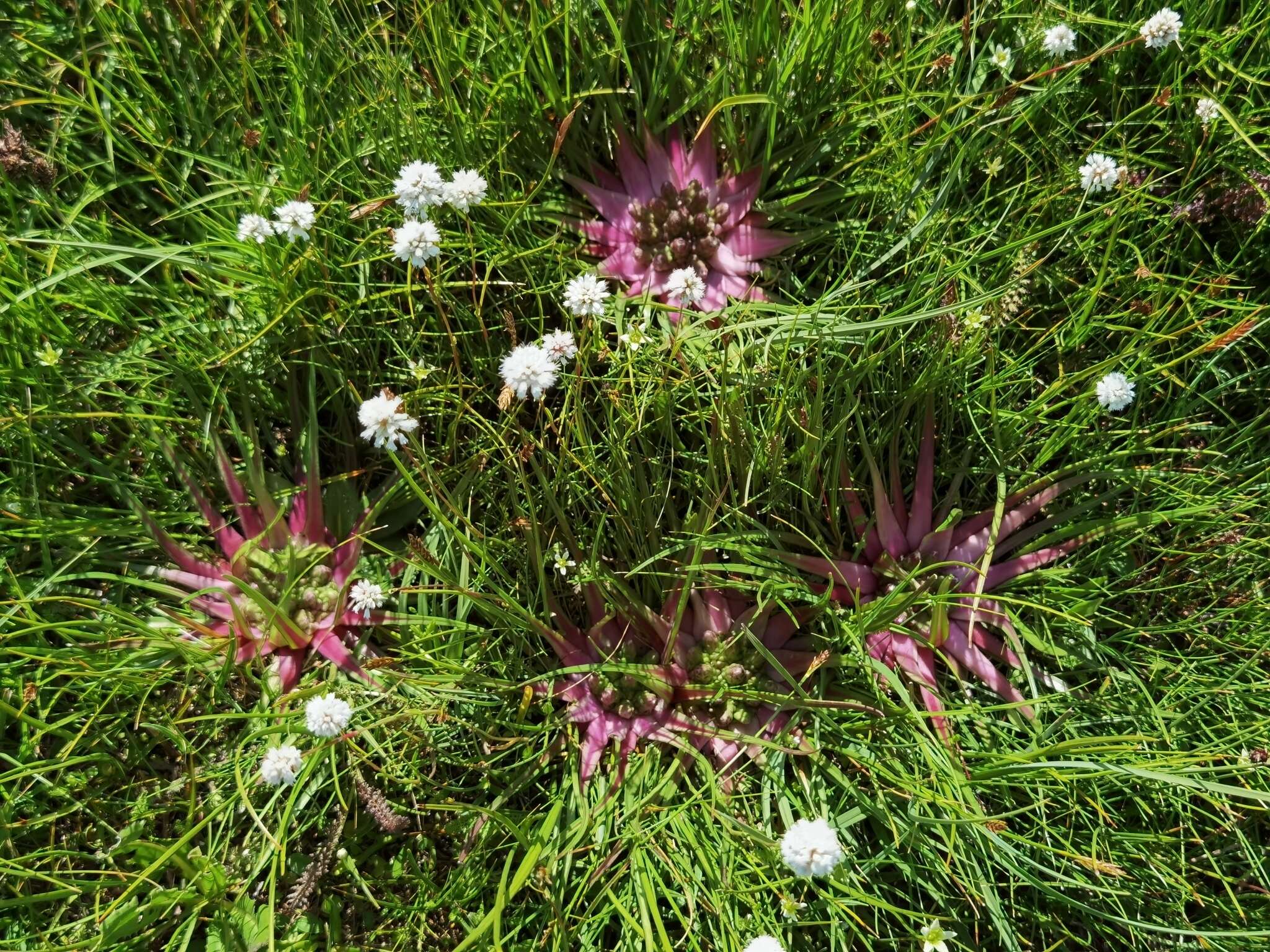 Image of Saussurea stella Maxim.