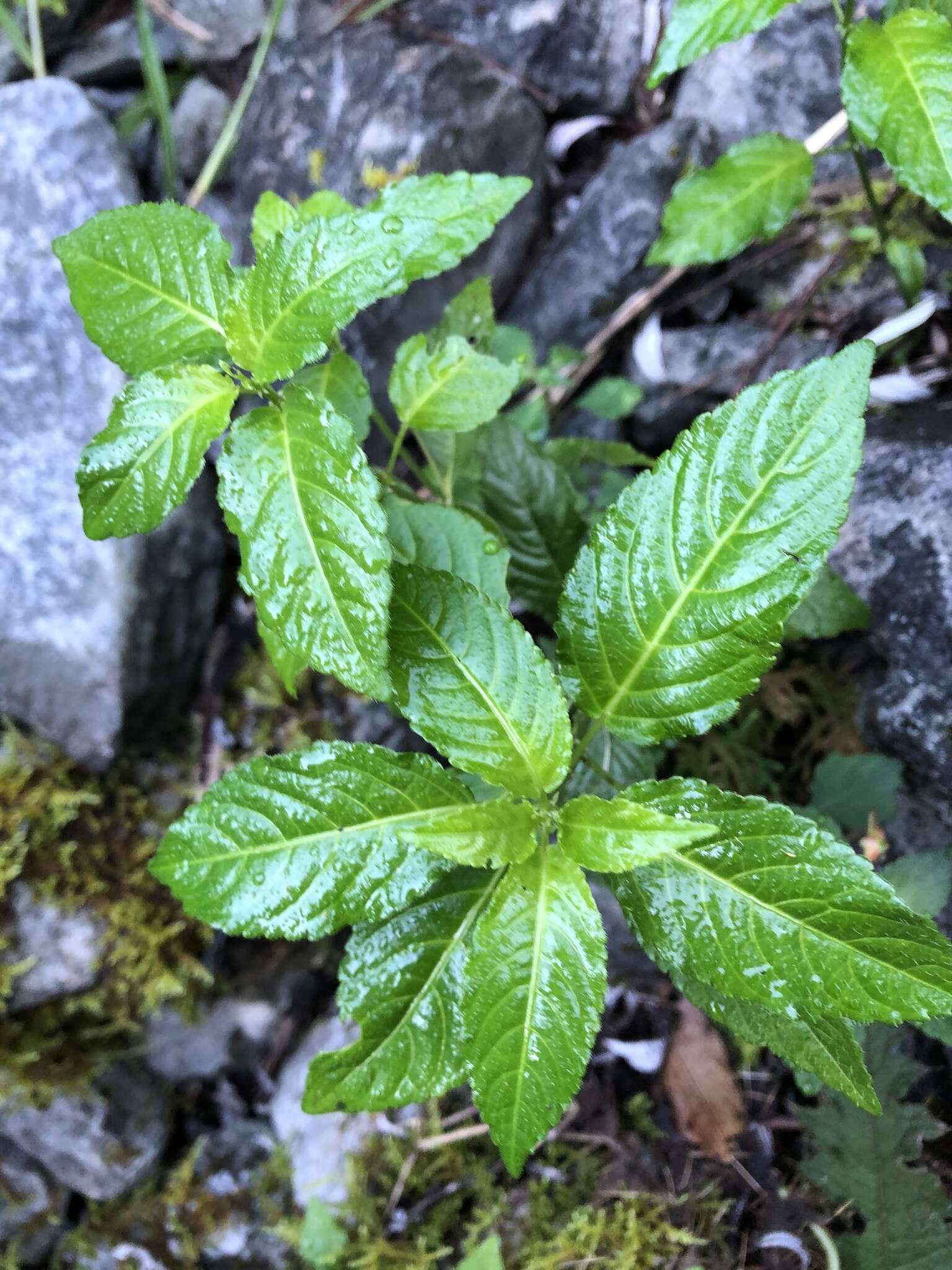 Image of Mercurialis leiocarpa Siebold & Zucc.