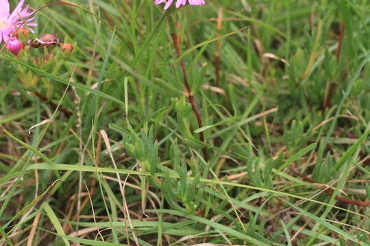 Image of Lampranthus lavisii (L. Bol.) L. Bol.