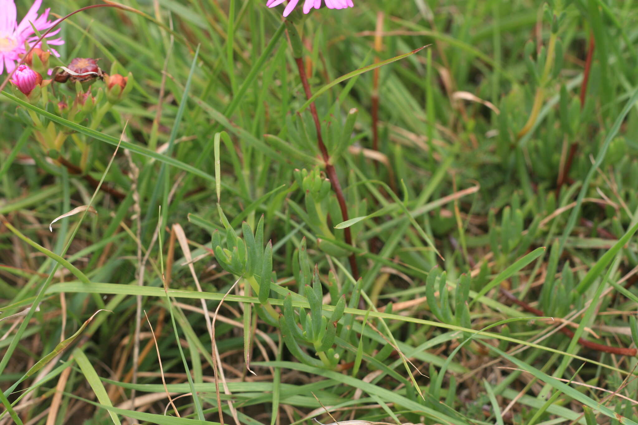 Image of Lampranthus lavisii (L. Bol.) L. Bol.