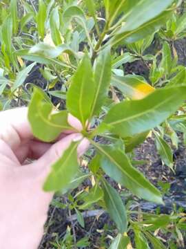 Image of Flourensia thurifera (Molina) DC.