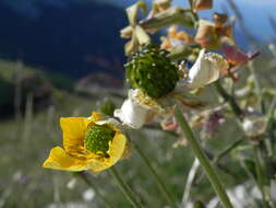 Ranunculus breyninus Crantz的圖片