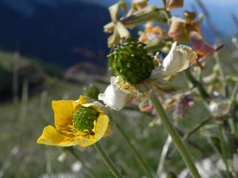 Image of Ranunculus breyninus Crantz