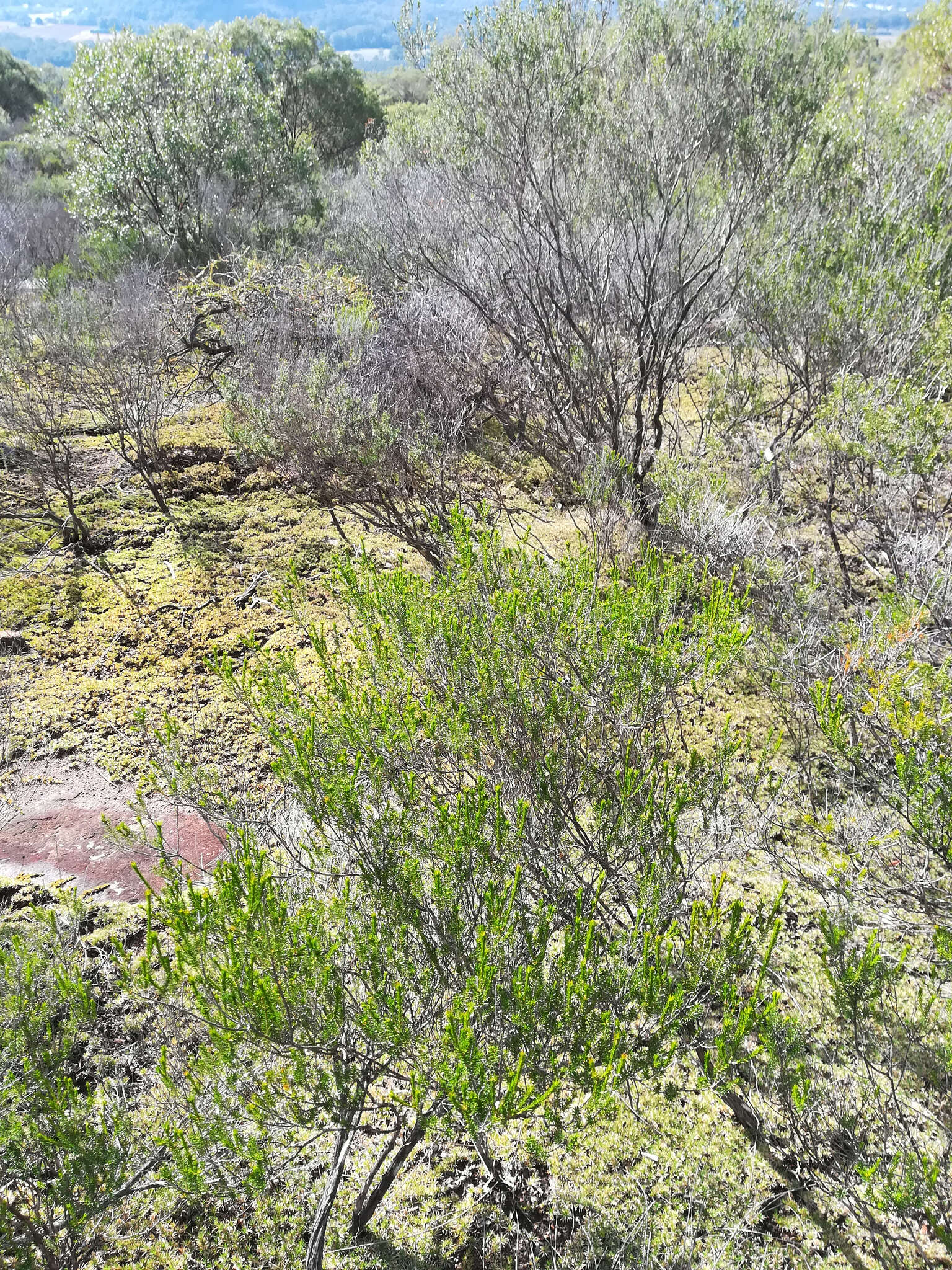 Image of Calytrix tetragona Labill.