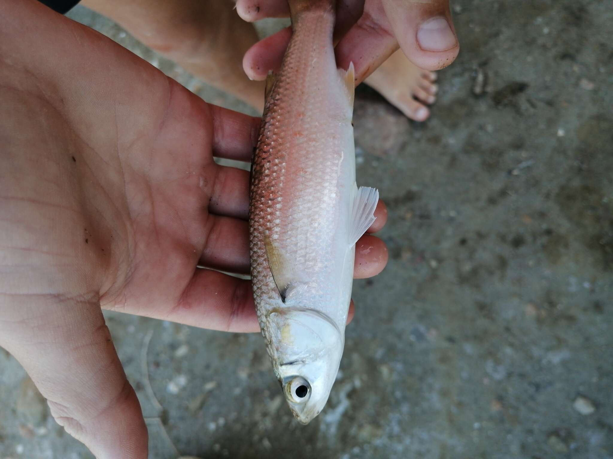 Image of South African mullet