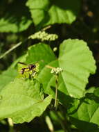 Image of Physocephala sagittaria (Say 1823)