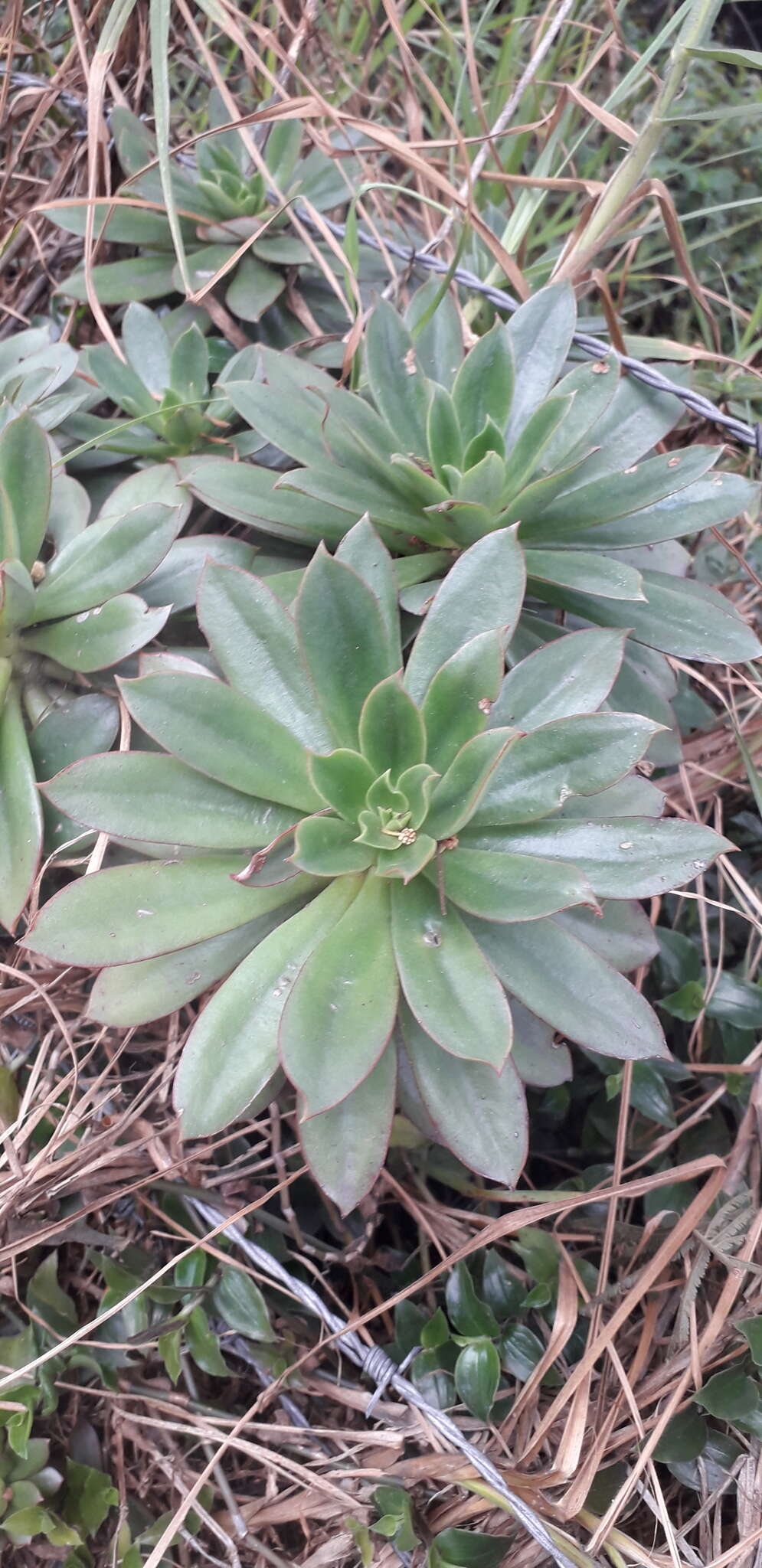 Image of Echeveria bicolor (Kunth) Walther