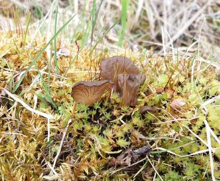 Image de Arrhenia lobata (Pers.) Kühner & Lamoure ex Redhead 1984