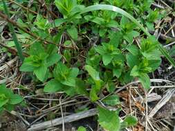 Image of spotted St. Johnswort