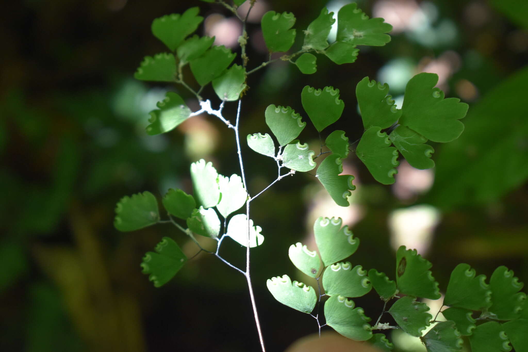 Adiantum andicola Liebm.的圖片