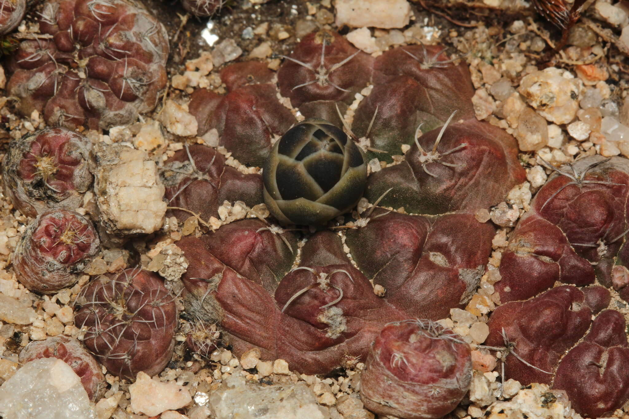 Image of Gymnocalycium andreae (Boed.) Backeb.