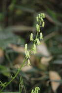 Image of Aconitum umbrosum (Korsh.) Kom.