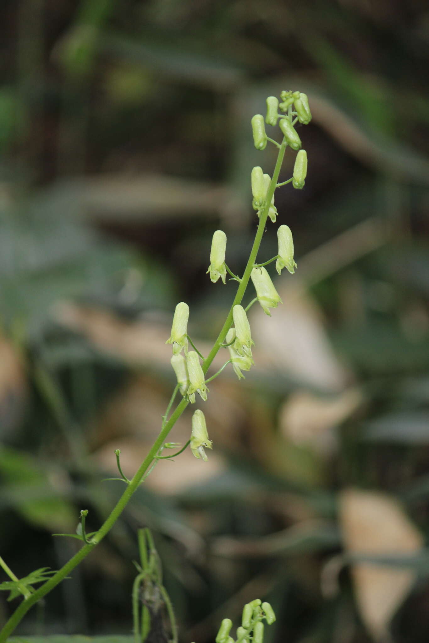 Imagem de Aconitum umbrosum (Korsh.) Kom.