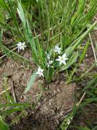 Sisyrinchium campestre E. P. Bicknell的圖片