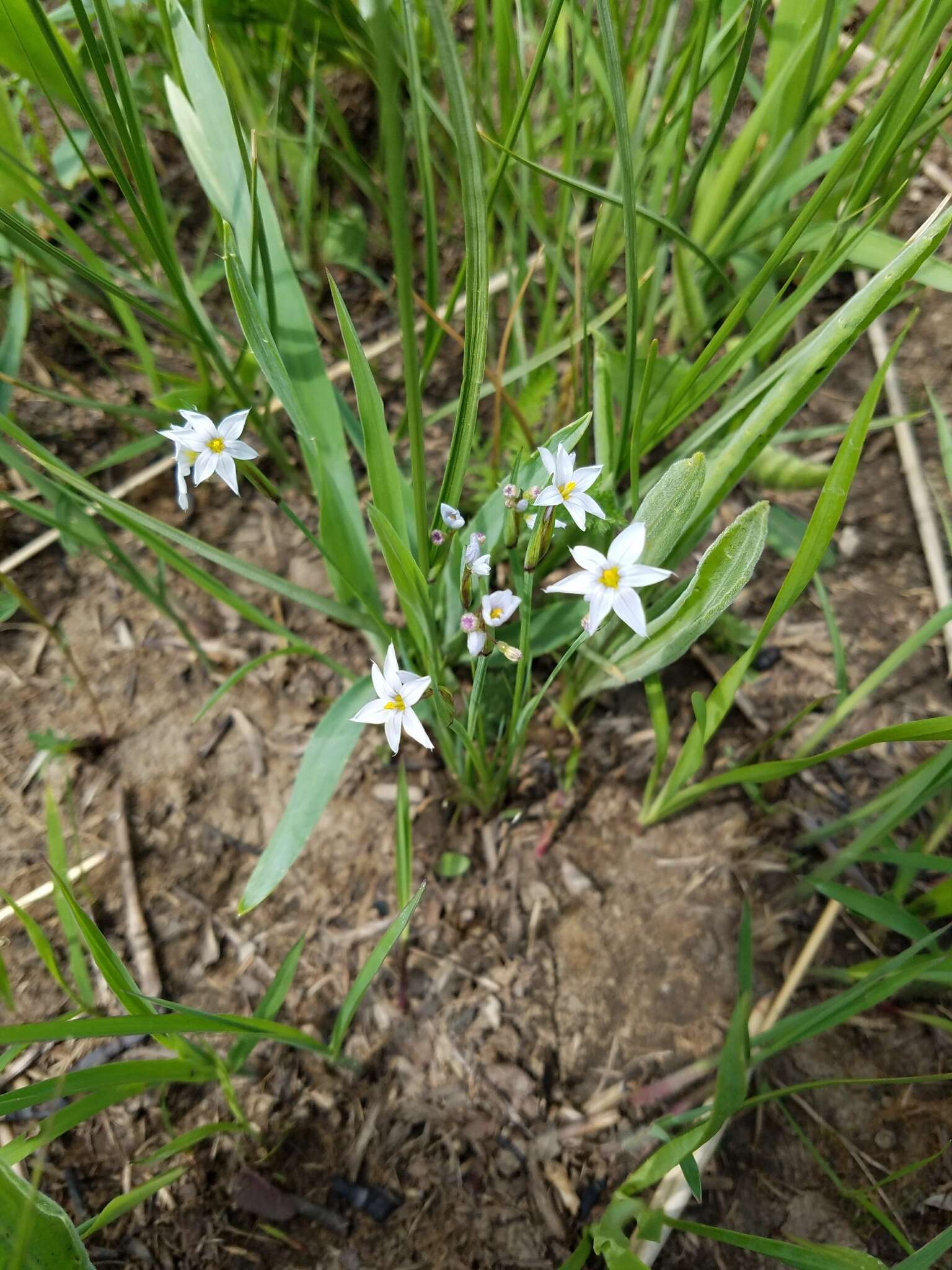 Imagem de Sisyrinchium campestre E. P. Bicknell