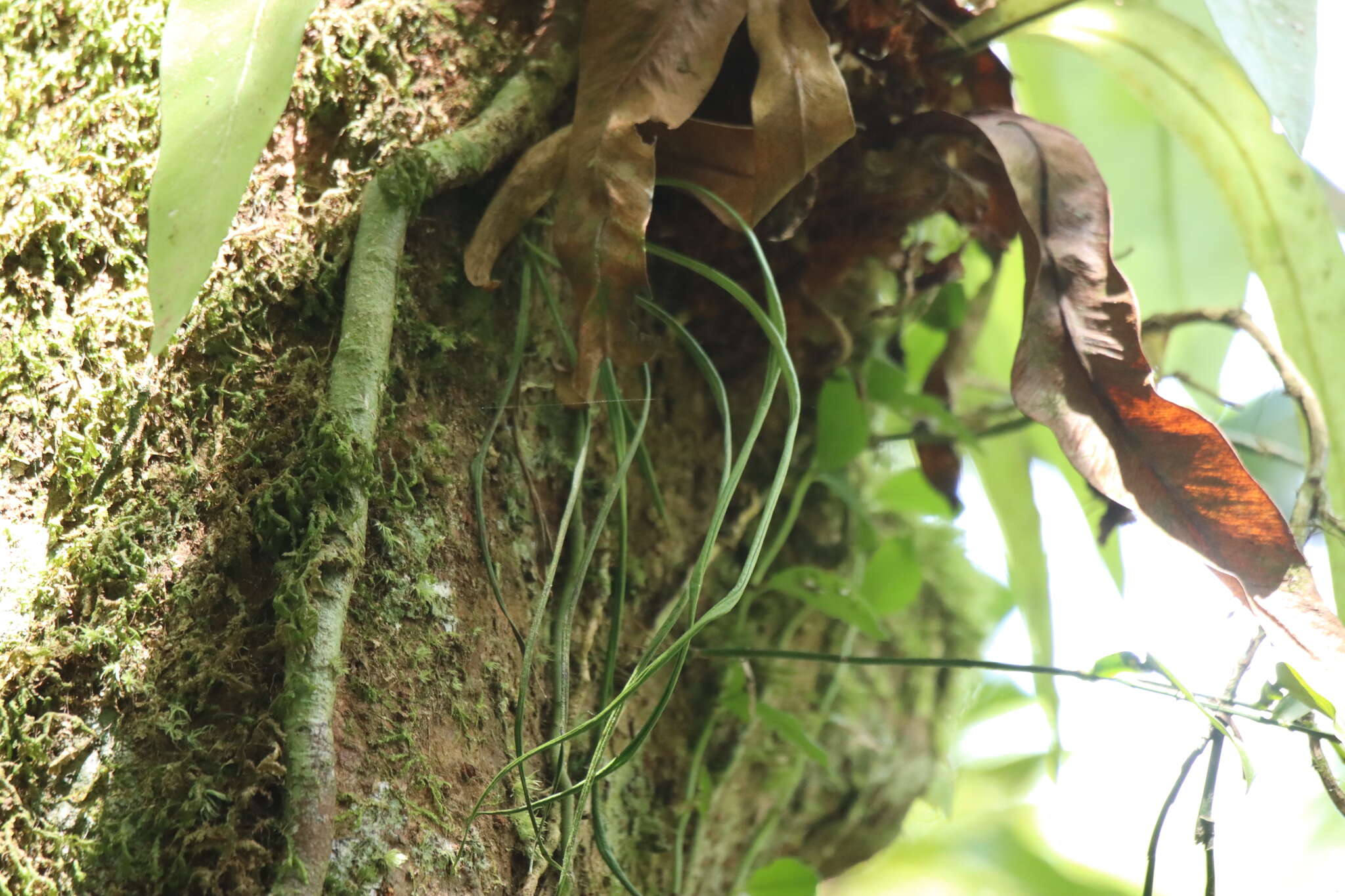 Haplopteris flexuosa (Fée) E. H. Crane的圖片