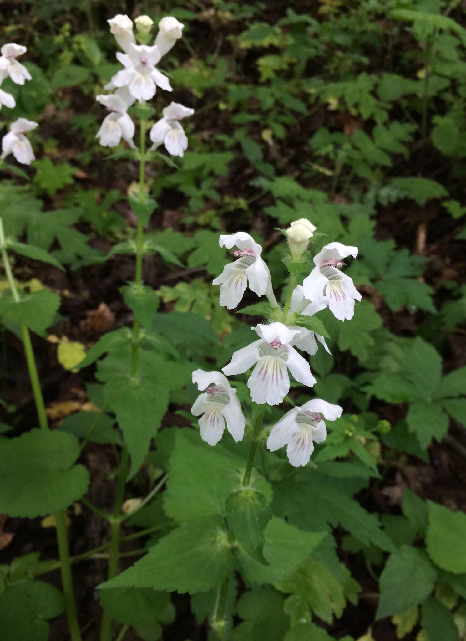 Image of Guyandotte-Beauty