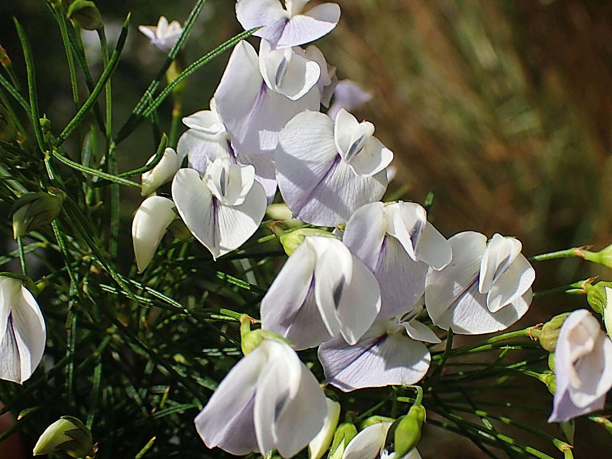 Image de Psoralea elegans