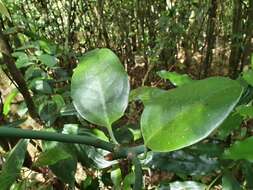 Image of Austrobaileya scandens C. White