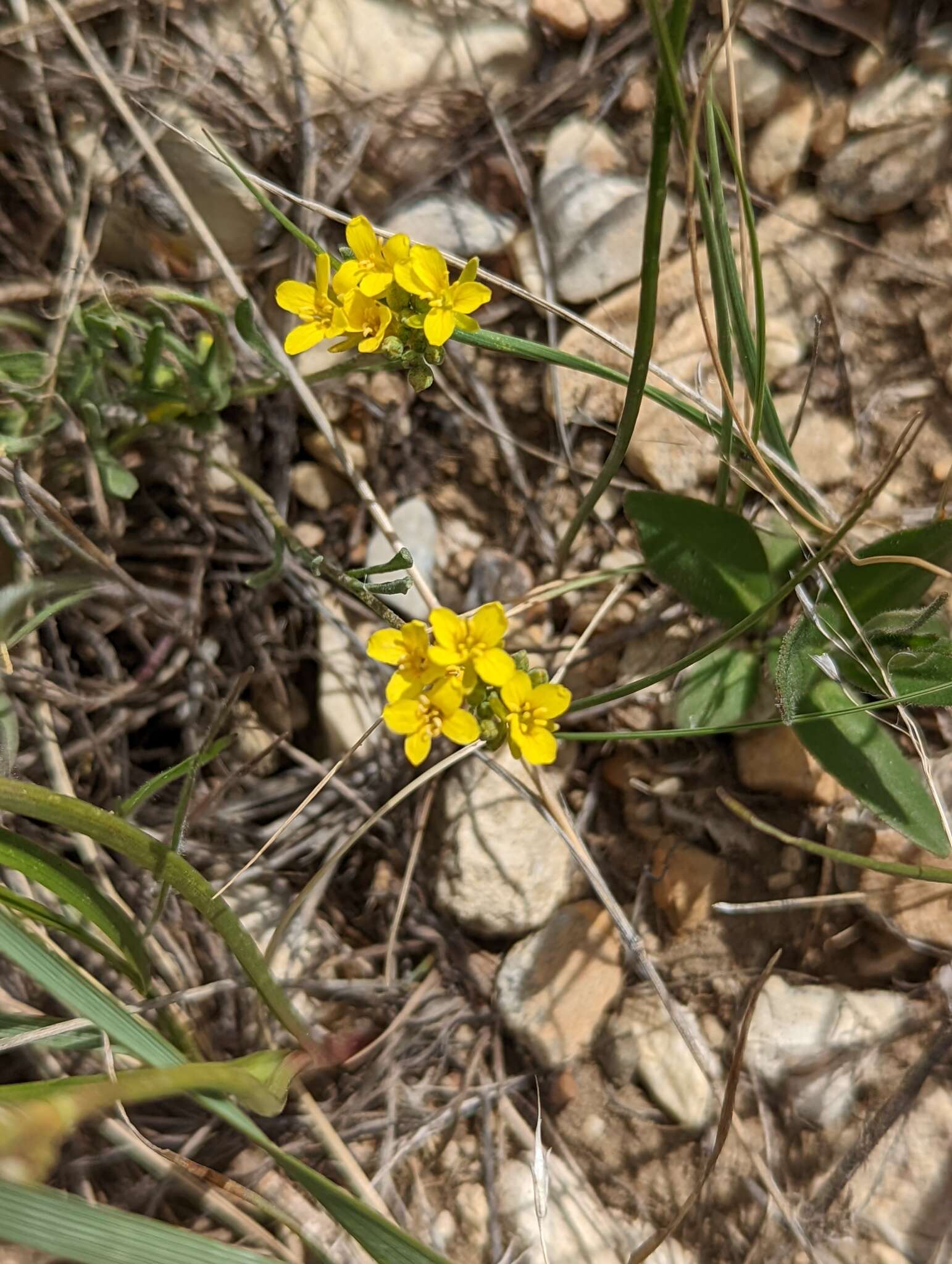 Image of Physaria arenosa (Richardson) O'Kane & Al-Shehbaz