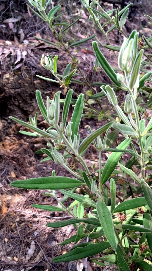 Image of Zieria involucrata R. Br. ex Benth.