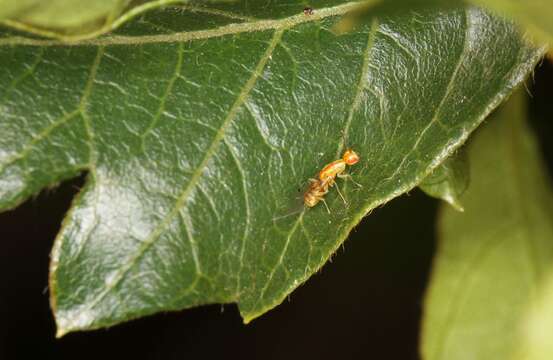 Image of Seed chalcid wasp