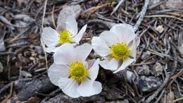 Слика од Ranunculus andersonii A. Gray