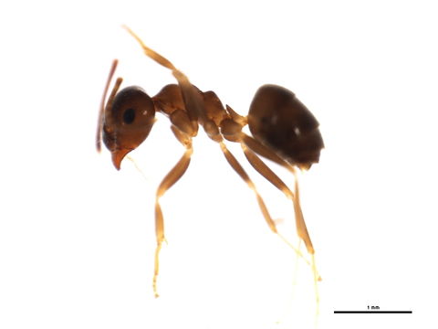 Image of Black garden ant