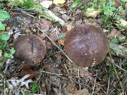 Image of Leccinum melaneum (Smotl.) Pilát & Dermek 1974