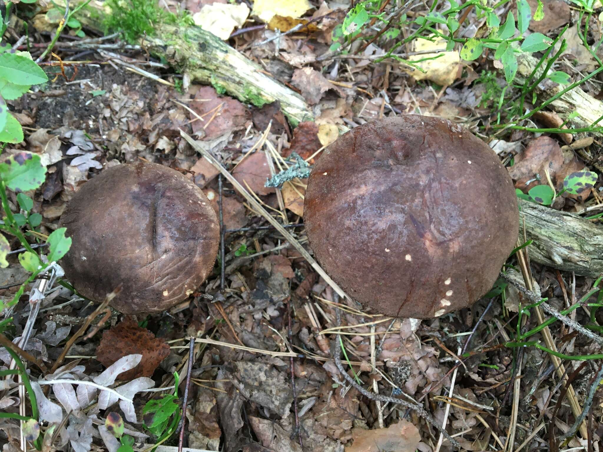 Image of Leccinum melaneum (Smotl.) Pilát & Dermek 1974