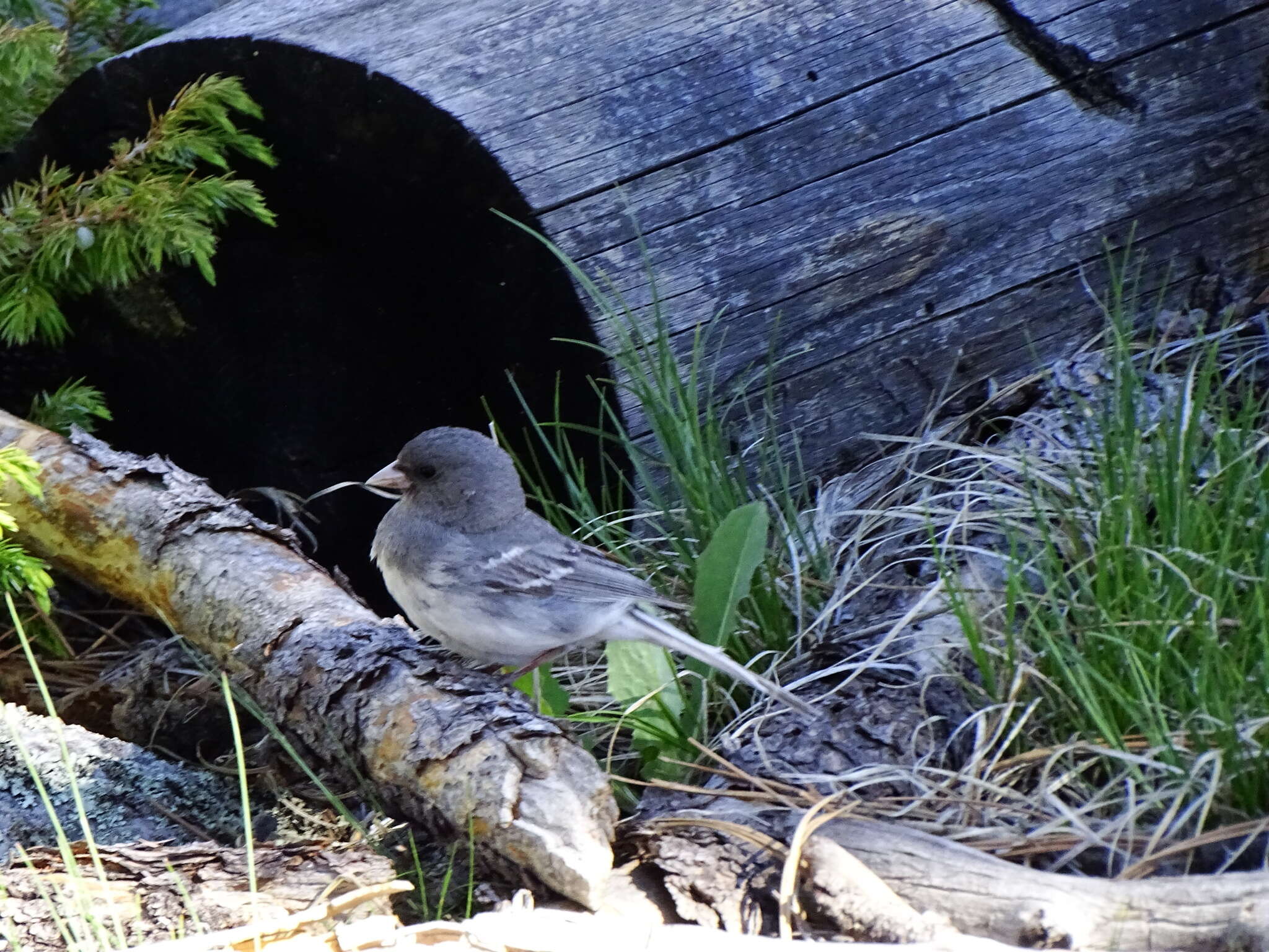 صورة Junco hyemalis aikeni Ridgway 1873