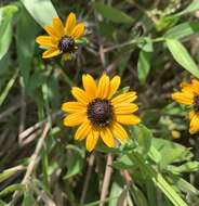 Image of Rudbeckia fulgida var. spathulata (Michx.) Perdue