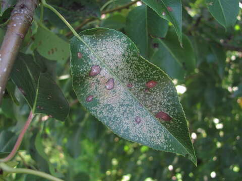 Image of azalea lace bug