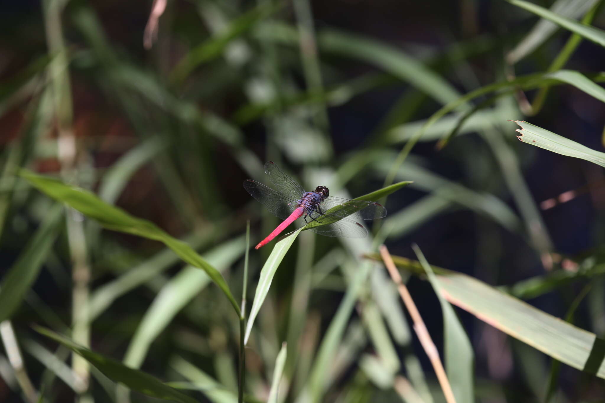 Image of Rosy Skimmer