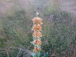 Image of Gentiana lutea subsp. aurantiaca M. Laínz