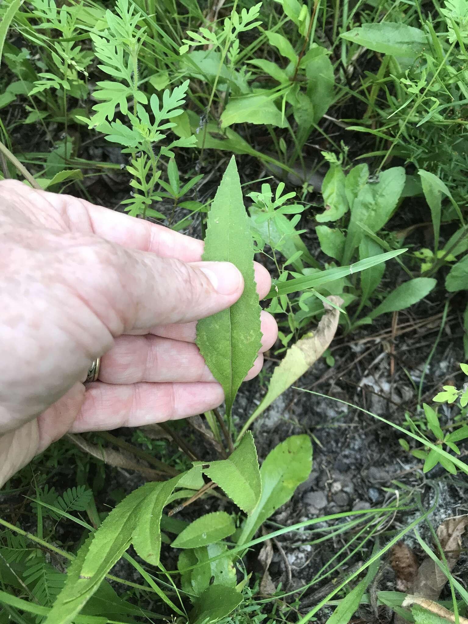 Sivun Parthenium integrifolium var. mabryanum Mears kuva