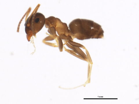 Image of Black garden ant