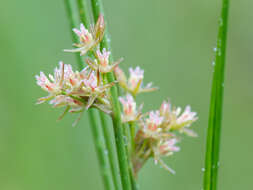 صورة Juncus filiformis L.