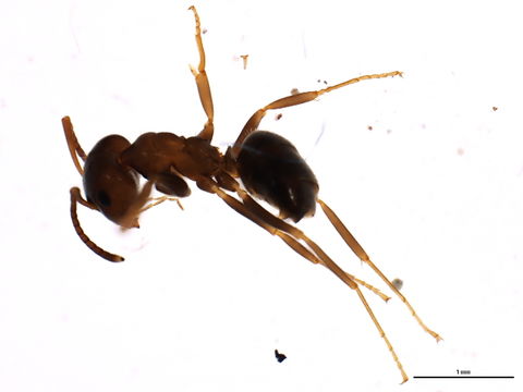 Image of Small black ant